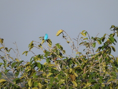 Cotinga maynana