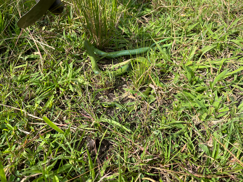 Boomslang