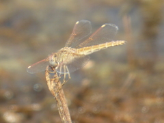 Odonata