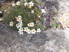 Myosotis pulvinaris