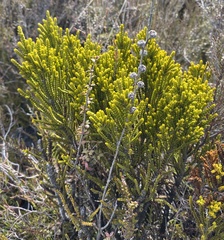Veronica tetragona