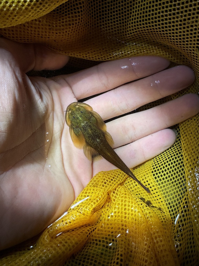 Oreoglanis insignis