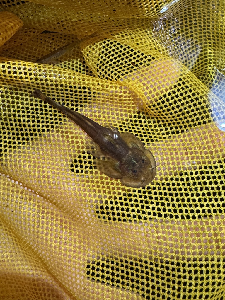 Oreoglanis macroptera