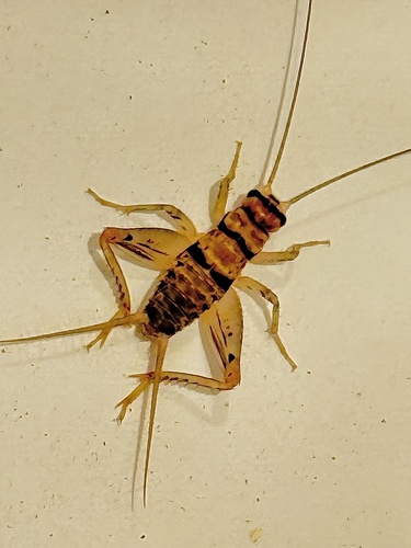 Tropical House Cricket photo 5