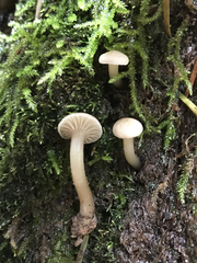 Hodophilus paupertinus