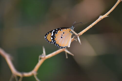 Plain Tiger Butterfly