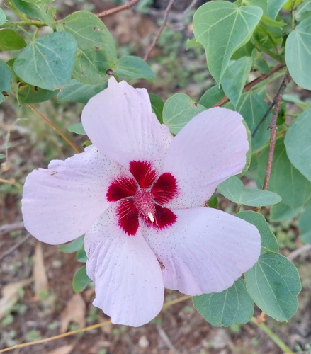 Sturt's desert rose (Gossypium sturtianum)