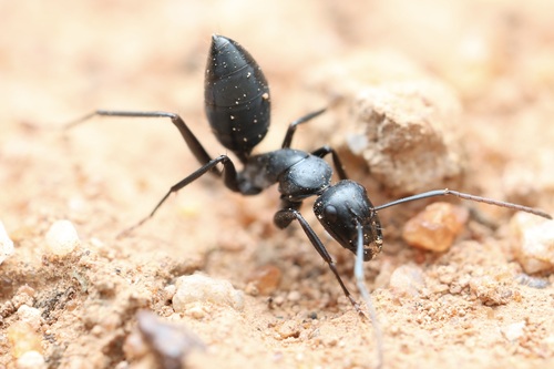 Camponotus cinereusCamponotus cinereus