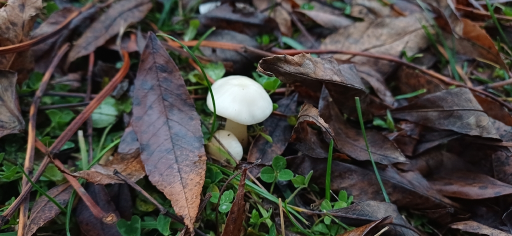 Cuphophyllus virgineus · November 2025 · photo: © stargazerhs (iNaturalist, cc-by)