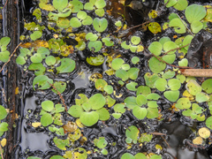 Pistia stratiotes image