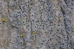 Alyxoria varia