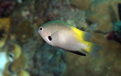 Pomacentrus nigromanus