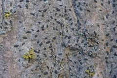 Alyxoria varia