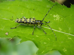 Saperda scalaris