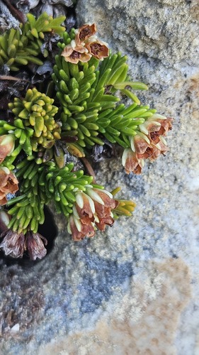 Dwarf Heath (Erica depressa)