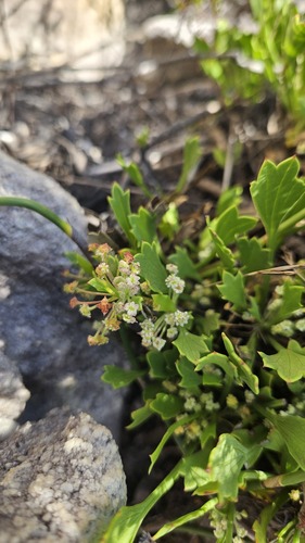 Threelobe Capepurse (Centella triloba)