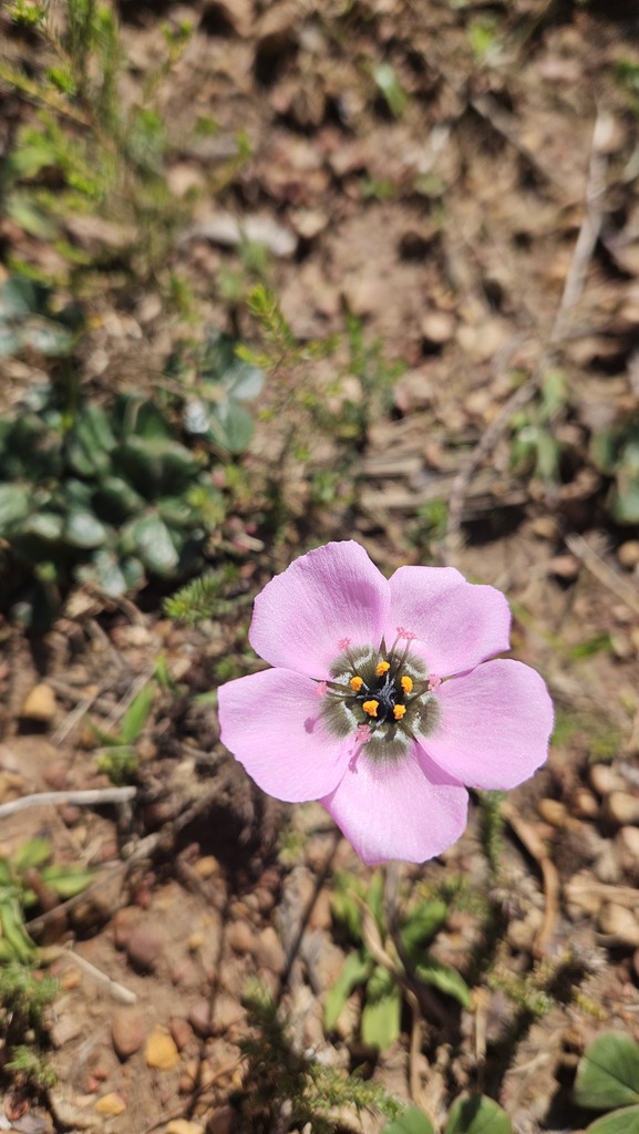 Drosera zeyheri T.M.Salter