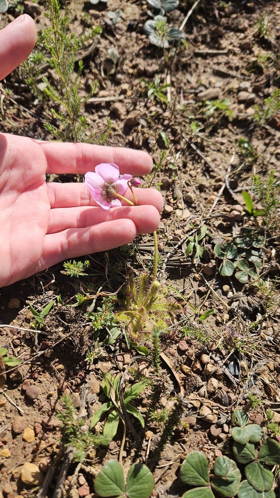 Drosera zeyheri T.M.Salter 2