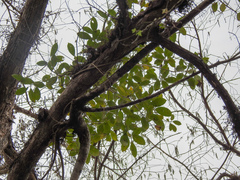 Image of Ficus aurea