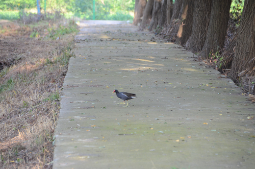 Eurasian Moorhen