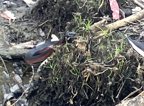 Red-bellied Black Snake sighting