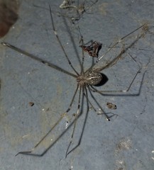 Physocyclus viridis
