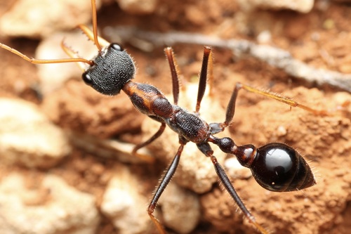 阿氏牛蚁Myrmecia arnoldi