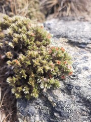 Pimelea sericeovillosa alta
