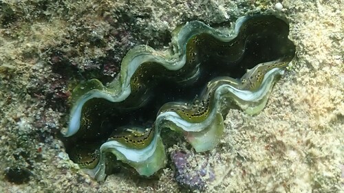 Boring Giant Clam (Tridacna crocea)