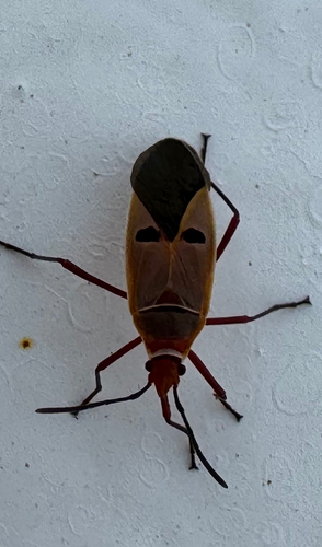 Dysdercus superstitiosus