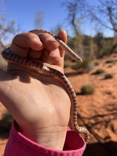 Southern Shovel-nosed Snake sighting