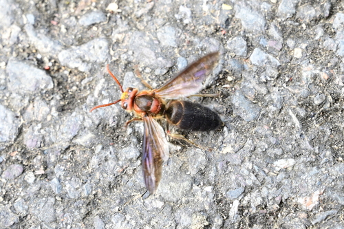 Black-bellied Hornet