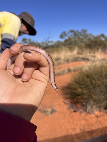 Southern Shovel-nosed Snake sighting