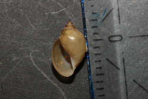 Acute Bladder Snail