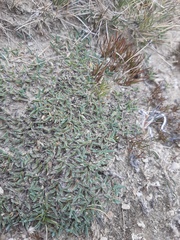 Poa pygmaea