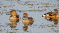 Fulvous Whistling Duck photo 6