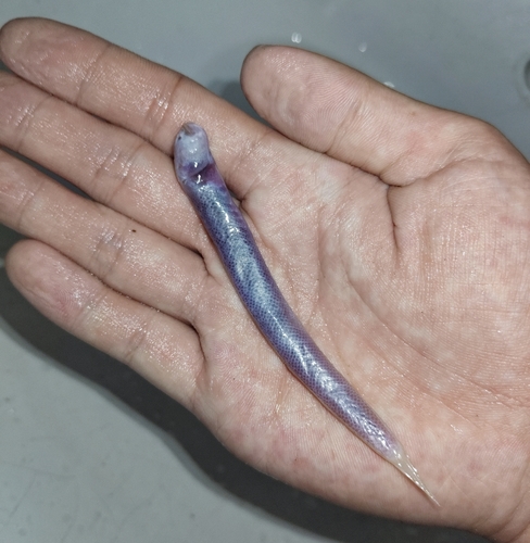 Blind goby (Paratrypauchen microcephalus) — Gobiidae — 4