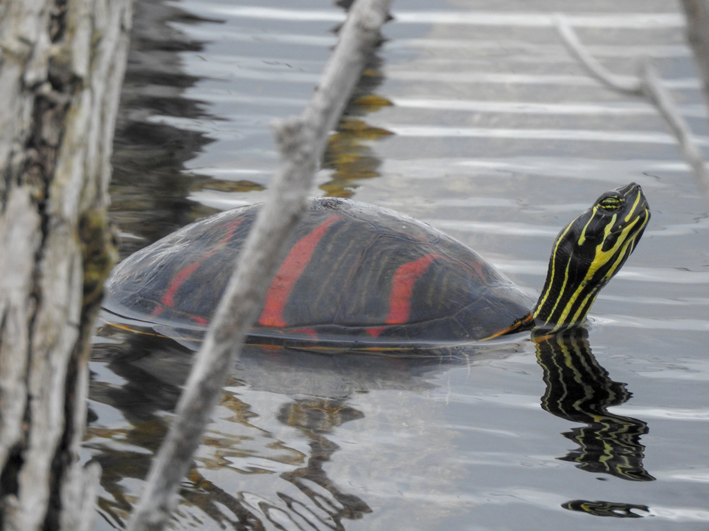 Florida Redbelly Turtle Florida Wildlife · Inaturalist 