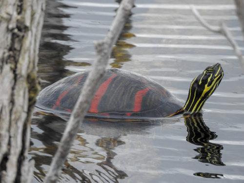 Florida Red-bellied Cooter