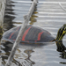 Florida Redbelly Turtle - Photo (c) rainbowkitten, some rights reserved (CC BY-NC), uploaded by rainbowkitten