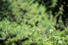 Cinnyris chloropygius