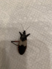 Microtomus purcis