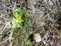 Ranunculus royi