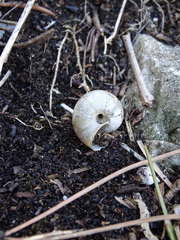 Euomphalia strigella
