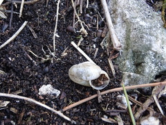 Euomphalia strigella