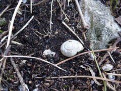 Euomphalia strigella