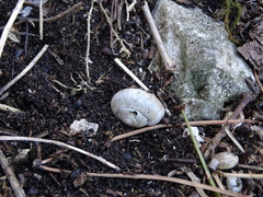 Euomphalia strigella