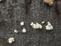 Schizophyllum commune