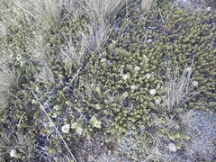 Veronica buchananii