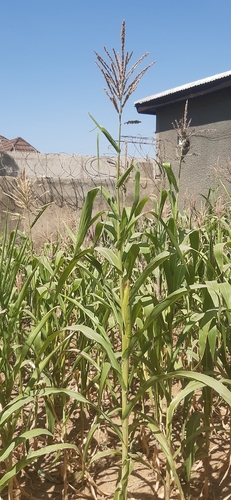 Maize